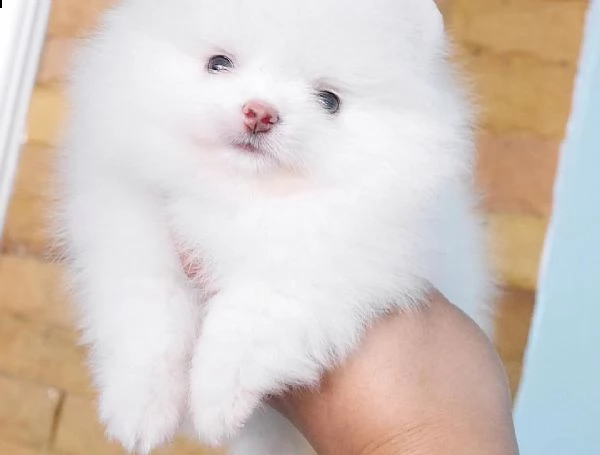 regalo  volpino pomerania mini toy | Foto 0