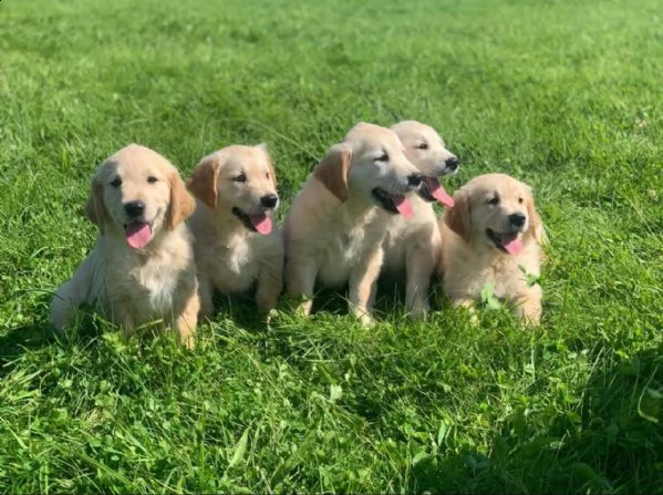 cachorros pomsky los especialistas de pomsky con licencia completa de celtic star se enorgullecen de | Foto 1