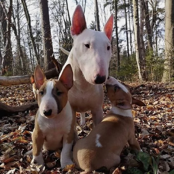 cuccioli di bull terrier allevati in casa per il reinserimento