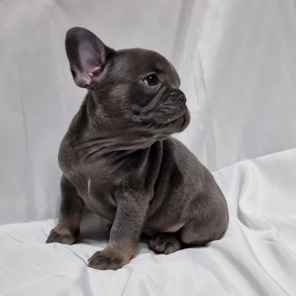 bulldog francese blu | Foto 1