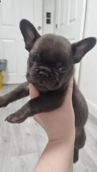 bulldog francese blu