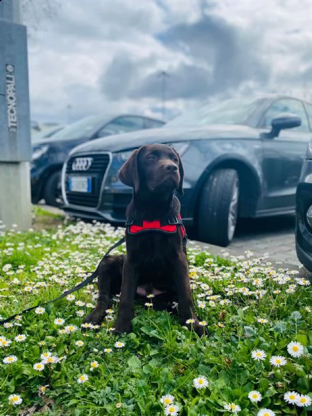 disponibili cuccioli di cane  italiano  . verranno consegnati subito con pedigree enci fci, document
