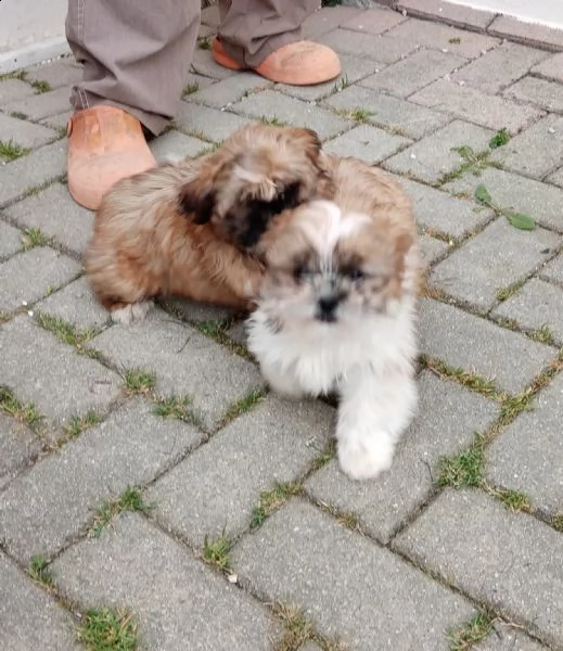 disponibili cuccioli shih tzucavalier kingbarboncino nano | Foto 5