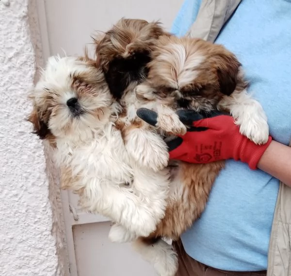 disponibili cuccioli shih tzucavalier kingbarboncino nano | Foto 4