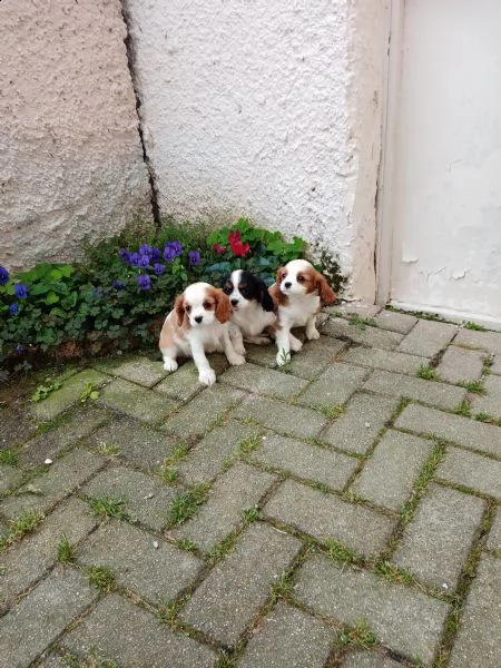 disponibili cuccioli shih tzucavalier kingbarboncino nano