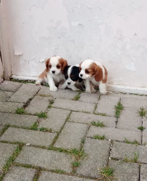 disponibili cuccioli shih tzucavalier kingbarboncino nano | Foto 3