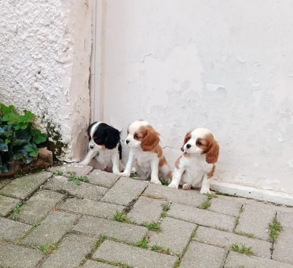 disponibili cuccioli shih tzucavalier kingbarboncino nano | Foto 1