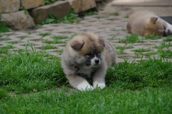 cuccioli akita inu | Foto 0