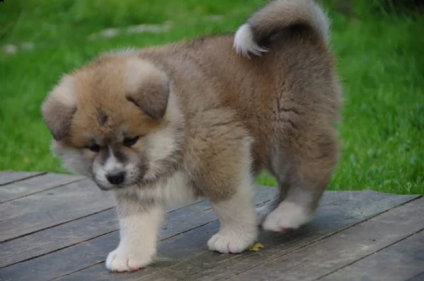 cuccioli akita inu