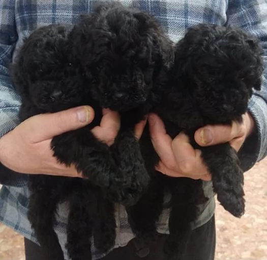 cuccioli barbone nano nero
