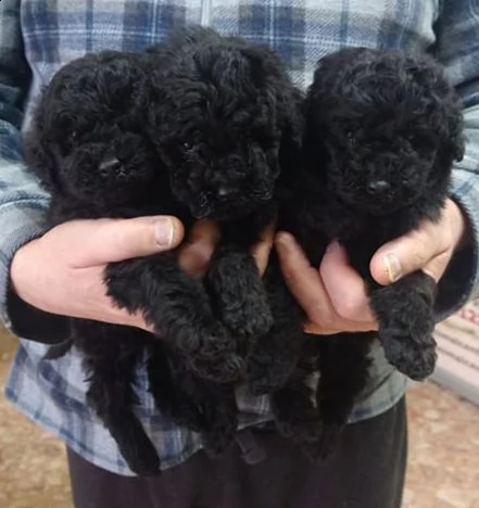 cuccioli barbone nano nero | Foto 2