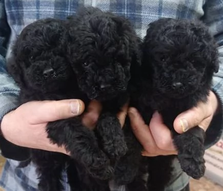 cuccioli barbone nano nero | Foto 1