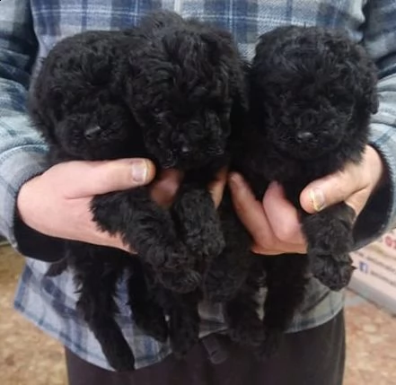 cuccioli barbone nano nero | Foto 0