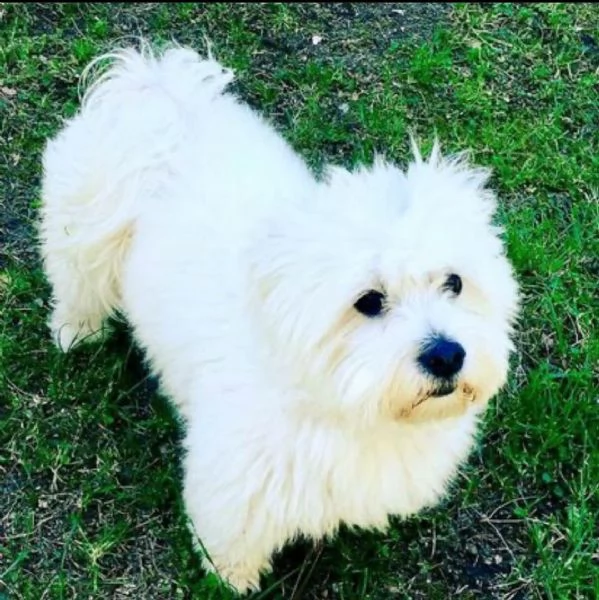  regalo allevamento maltesi taglia mini toy ho bellissimi cuccioli maltese pronti per loro nuove cas