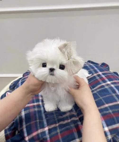 regalo  maltese mini toy