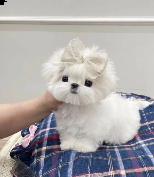 regalo  maltese mini toy | Foto 0