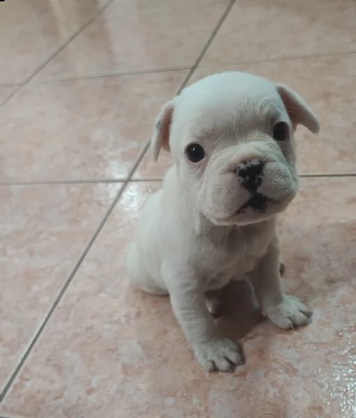 cucciola di bouldogue francese