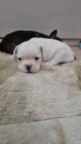 cucciola di bouldogue francese | Foto 0