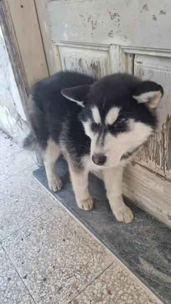 siberian husky 