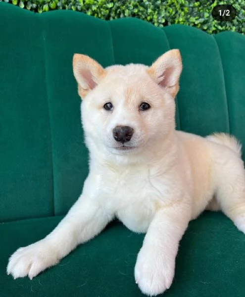 regalo due cuccioli di shiba inu per ladozione