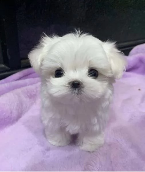 regalo  maltese mini toy | Foto 0
