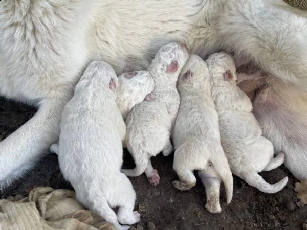 vendo cuccioli 