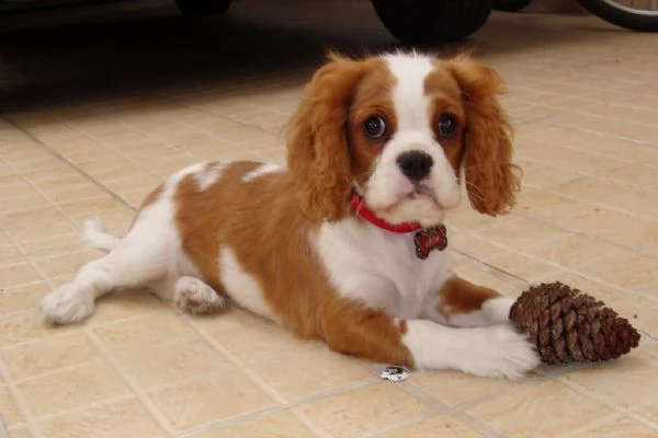 cuccioli cavalier king charles spaniel