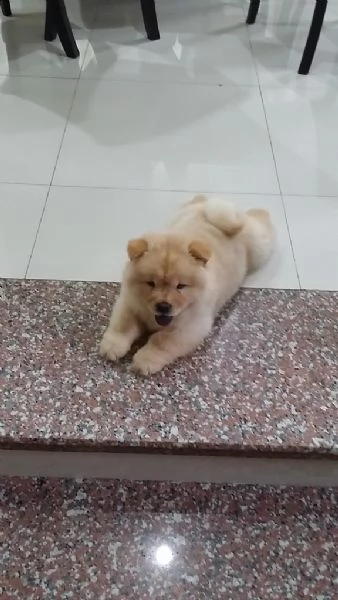 cuccioli di chow chow