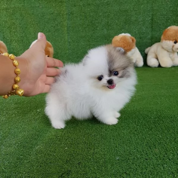 regalo  volpino pomerania mini toy//