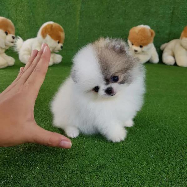regalo  volpino pomerania mini toy// | Foto 0