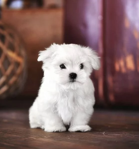 regalo  maltese mini toy))