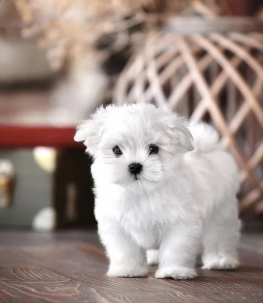 regalo  maltese mini toy)) | Foto 0
