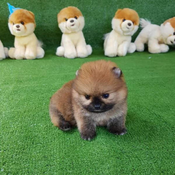 regalo  volpino pomerania mini toy))