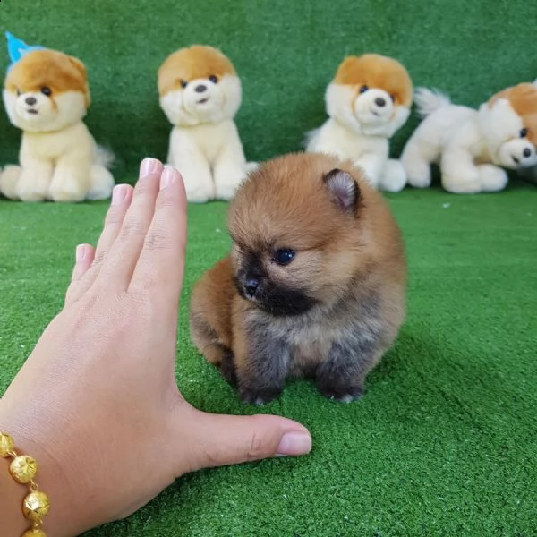 regalo  volpino pomerania mini toy)) | Foto 0