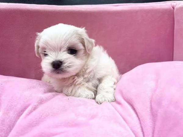regalo  maltese mini toy}}
