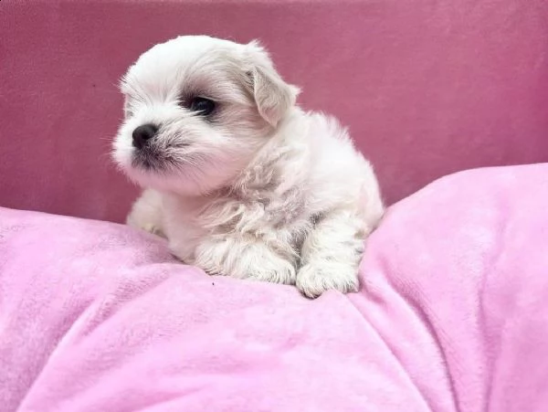 regalo  maltese mini toy}} | Foto 0