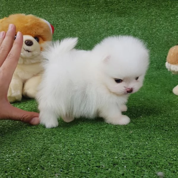 regalo  volpino pomerania mini toy}}