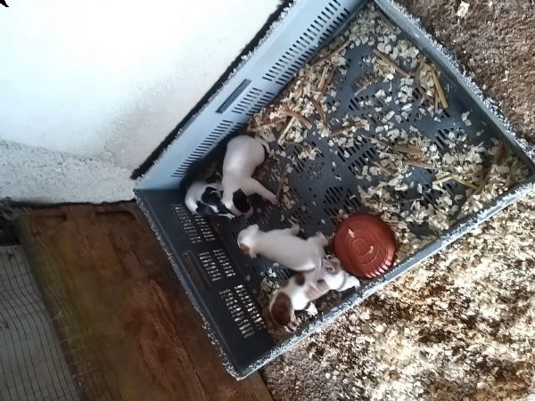 cuccioli di jack russel 