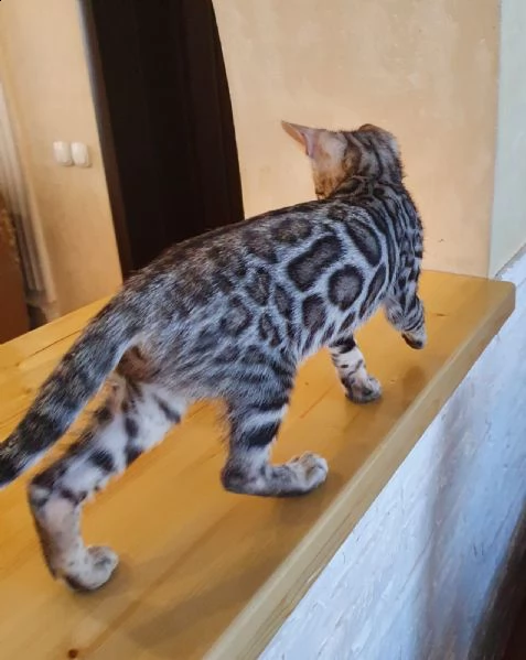 cuccioli gatto del bengala | Foto 0