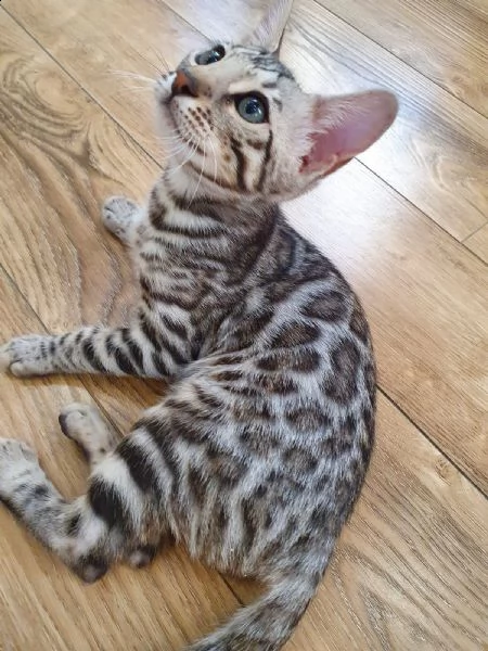 cuccioli gatto del bengala