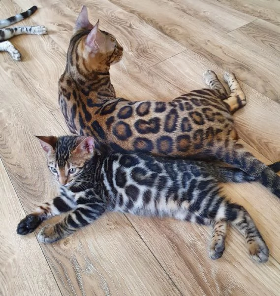 sono disponibili cuccioli bengala