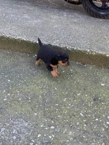 pinscher  | Foto 0