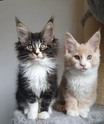 gattino maine coon cuccioli