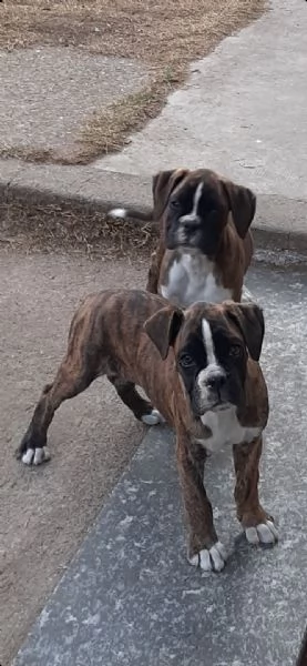 boxer cuccioli