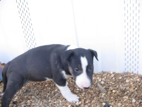 bellissimi bull terrier  cuccioli maschi e femmine | Foto 0