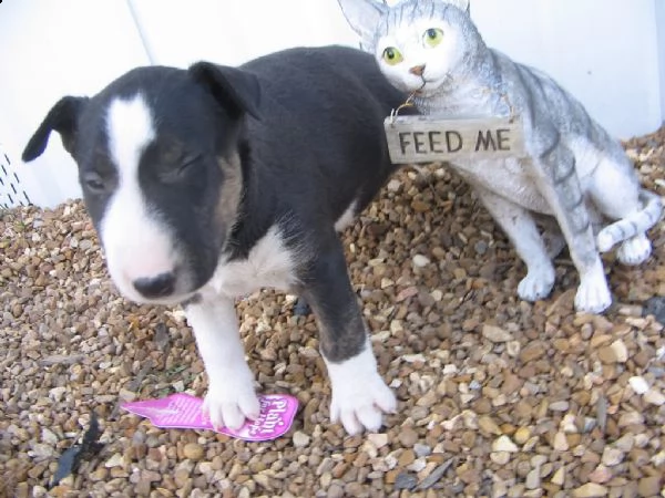 bellissimi bull terrier  cuccioli maschi e femmine