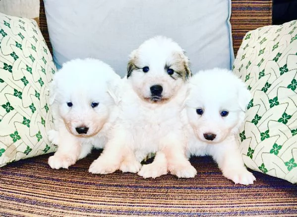 cuccioli cane da montagna dei pirenei  | Foto 1
