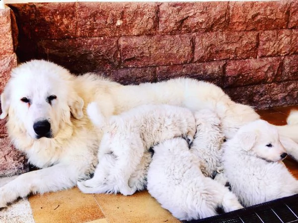 cuccioli cane da montagna dei pirenei 