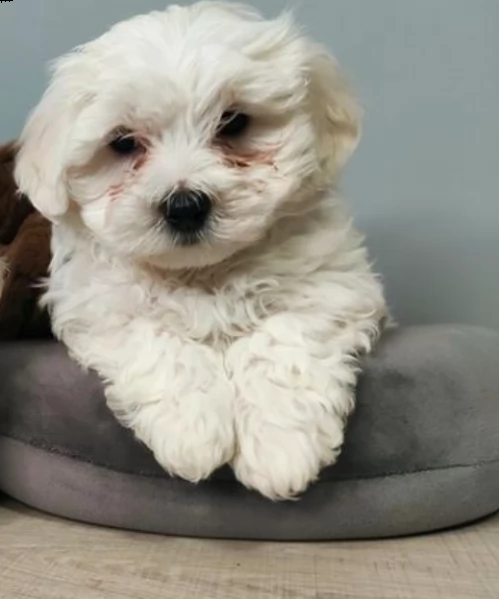 vendo cuccioli di maltese