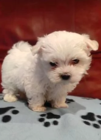 vendo cuccioli di maltese | Foto 0